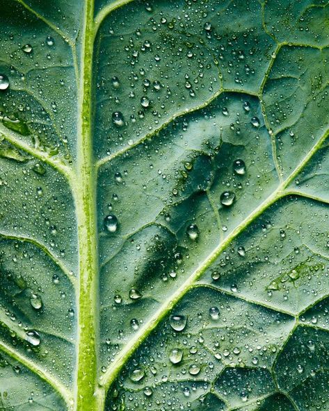 Macro Food Photography, Product Photography Food, Ingredients Photography, Foto Macro, Vegetables Photography, Weird Photography, Food Art Photography, Food Texture, Photography Commercial