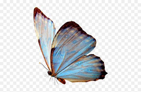 Transparent Images Aesthetic, Transparent Aesthetic Png, Butterfly Png Aesthetic, Transparent Butterfly Png, Transparent Png Aesthetic, Aesthetic Transparent Png, Cute Png Aesthetic, Png Images Aesthetic, Blue Transparent Png