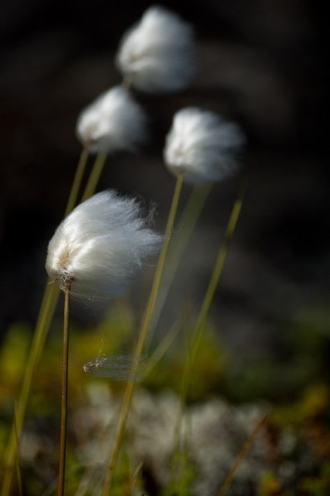 Photo Blowin' In The Wind, Dandelion Wish, Windy Day, Gone With The Wind, The Meadows, The Grass, Macro Photography, Mother Nature, Flower Power