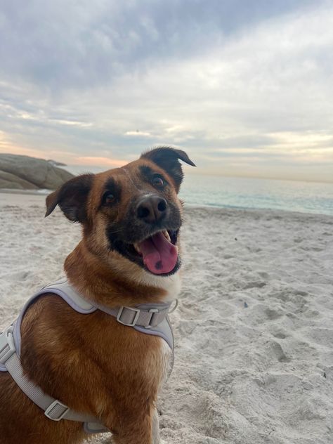 Happy dog on the beach in Cape Town Rescue Dog Aesthetic, Aesthetic Dog Wallpaper, Dog Sanctuary, Dog On The Beach, Aesthetic Dog, Dog Aesthetic, Vision Board Photos, I Series, Rescue Dog