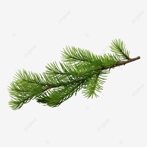 spruce christmas tree branch branch of a forest tree green all year round tree leaves fern leaf fe Spruce Branch, Christmas Carol Charles Dickens, Spruce Christmas Tree, Christmas Leaves, Christmas Tree Branches, Spruce Tree, Fern Leaf, Sketchbook Journaling, Tree Leaves