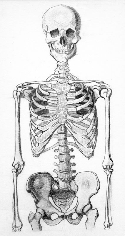 Anatomy Skeleton, Skeleton Drawing, Human Skeleton Anatomy, Skeleton Anatomy, Life Drawings, Skeleton Drawings, Human Anatomy Drawing, Skulls Drawing, Human Skeleton