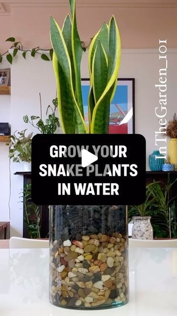 Growing Snake Plants In Water, Snake Plant In Water Vase, Snake Plant Planter Ideas, Shower Plant Ideas, Snake Plant In Water, Snake Plant Decor, Snake Plant Indoor, Water Plants Indoor, Plants Grown In Water