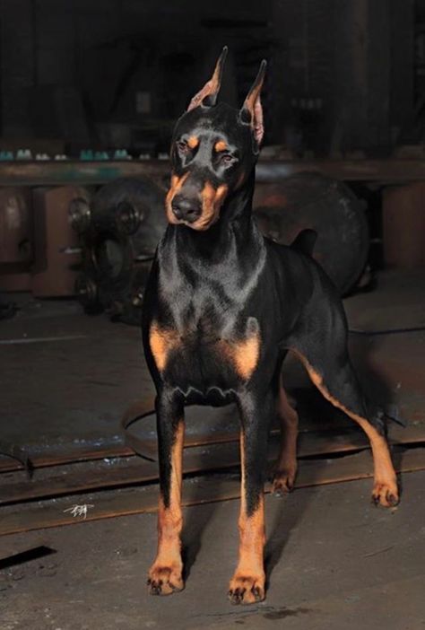 Perro Doberman Pinscher, Black Doberman, Dog Anatomy, Doberman Pinscher Dog, Scary Dogs, Doberman Puppy, Doberman Dogs, Pretty Dogs, Doberman Pinscher