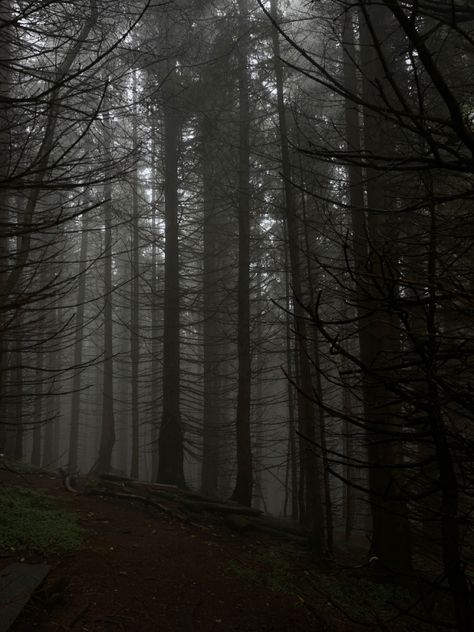 Mountains Dark, Gloomy Forest, Creepy Woods, Spooky Woods, Whatsapp Theme, Dark Naturalism, Dark Mountains, Legacy Of Gods, Dark Forest Aesthetic