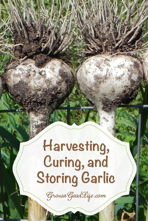 Harvesting, Curing, and Storing Garlic | Grow a Good Life Garlic Photo, Curing Garlic, Storing Garlic, Harvest Garlic, How To Store Garlic, Growing Garlic, Homestead Gardens, Garden Veggies, Veg Garden