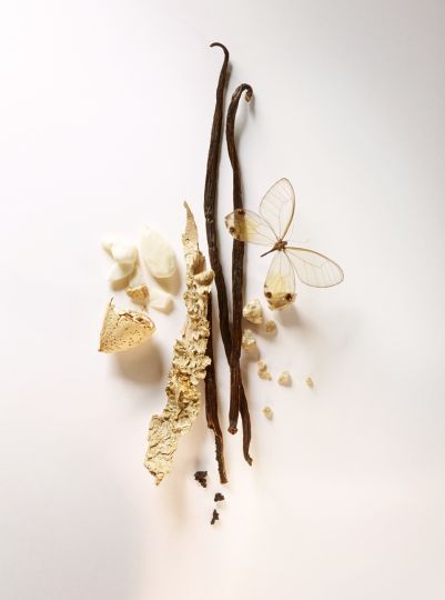 Perfume Vanilla, Perfume Ingredients, Ingredients Photography, Vanilla Plant, Black Sesame Ice Cream, Fragrance Ingredients, Vanilla Perfume, Cake Games, Still Life Photographers