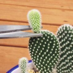 Los arreglos mini con suculentas y cactus son una tendencia decorativa muy interesante que además te permite usar prácticamente cualquier objeto como maceta. Obviamente no te va a durar eternamente… Mini Cactus Garden, How To Grow Cactus, Kaktus Dan Sukulen, Cactus Arrangement, Cactus House Plants, Cactus Plant Pots, نباتات منزلية, Cactus Types, Cactus Diy