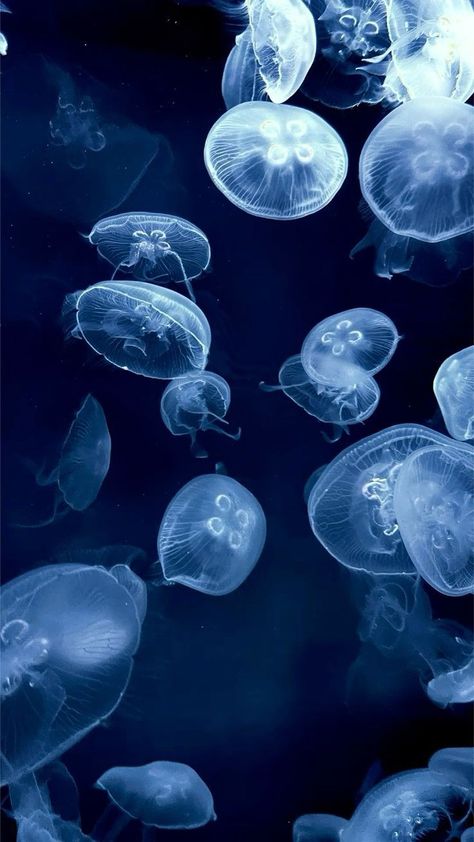 Aquatic Aesthetic, Art Jellyfish, Jellyfish Pictures, Jellyfish Aquarium, Baby Blue Wallpaper, Cute Home Screen Wallpaper, The Best Wallpapers, Cute Home Screens, Blue Jellyfish