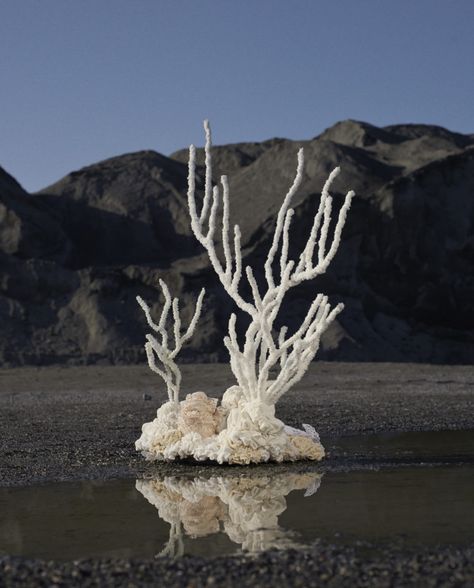 Reef - Aude Bourgine Sea Corals, Coral Reefs Aesthetic, Ocean Coral, Coral Reef Aesthetic, Coral Reef Concept Art, Coral Reefs, Coral Structure, Coral Reef Installation, White Coral Reef