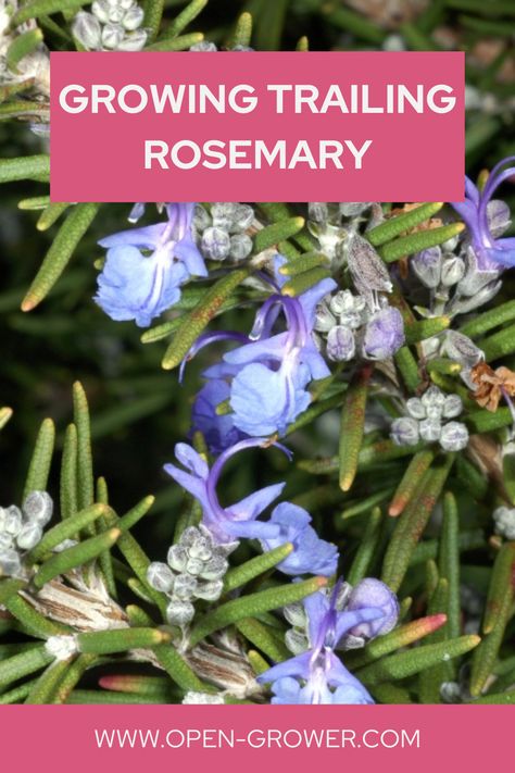 Growing Trailing Rosemary Creeping Rosemary, Trailing Rosemary, Fast Growing Evergreens, Dark Green Leaves, Culinary Herbs, Evergreen Shrubs, Fast Growing, Growing Plants, Rosemary