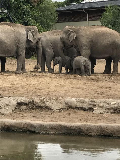 Dublin Zoo, Elephant Family, Dublin, Elephant, Animals