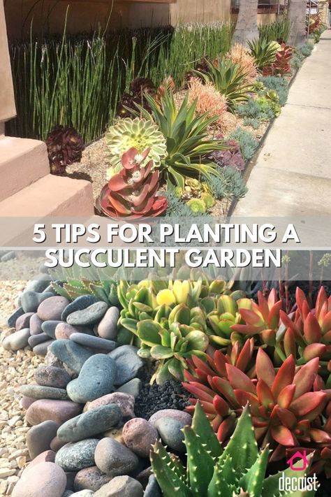 Succulent Beds In Front Of House, Florida Succulent Garden, Succulent Outside Garden, Shaded Succulent Garden, Cacti Garden Ideas, Cactus Rock Garden Landscape Design, Large Succulent Garden, Succulents Garden Design, Raised Succulent Garden Bed