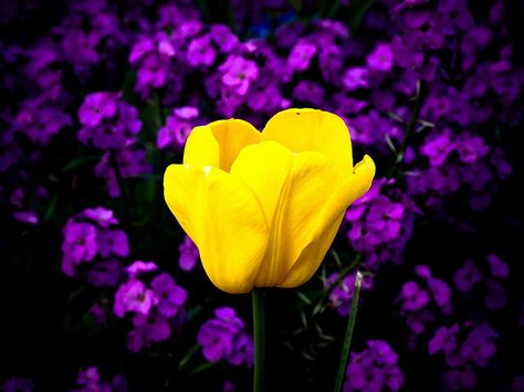 Yellow and Purple Yellow Palette, Color Symbolism, Purple Flowers Wallpaper, Porch Colors, Purple Color Palettes, Yellow Violet, Colourful Life, Yellow And Purple, Purple Aesthetic