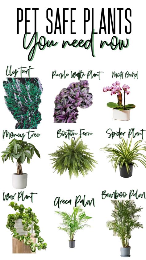 Pet Safe Plants, Indoor Plants Pet Friendly, Cat Safe House Plants, Safe House Plants, Cat Friendly Plants, Cat Safe Plants, Pinecone Crafts, Plants Pet Friendly, نباتات منزلية