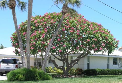 Pin on Plumeria flowers Tropical Backyard Landscaping, Plumeria Tree, Indoor Flowering Plants, Tropical Backyard, Plumeria Flowers, Tropical Tree, Landscape Plan, Unique Trees, Flowering Plants