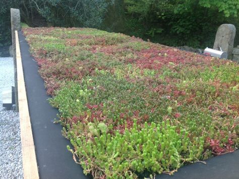 Living Green Roof, Green Roof Garden, Sedum Roof, Roof Garden Design, Green Roofs, Roof Maintenance, Living Roofs, Plant Nutrients, Roof Architecture