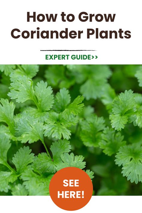 Discover the joy of growing your own coriander right from your home with our comprehensive 2023 guide. Packed with step-by-step instructions, best practices and expert tips, this guide ensures healthy growth and abundance of your coriander plants. Master indoor gardening and yield fresh coriander whenever you need! How To Grow Coriander, Growing Quinoa, Coriander Plant, Growing Horseradish, Growing Mint Indoors, Sorrel Plant, Growing Coriander, Growing Leeks, Growing Cauliflower