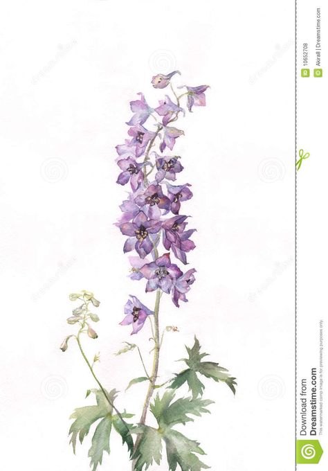 Delphinium Watercolor Painting - Download From Over 27 Million High Quality Stock Photos, Images, Vectors. Sign up for FREE today. Image: 10652708 Plants Tattoo Sleeve, Delphinium Tattoo, Delphinium Bouquet, Plants Tattoo, Larkspur Tattoo, 27 Tattoo, July Birth Flower, Larkspur Flower, Delphinium Flowers