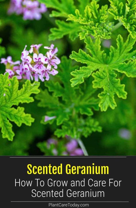 Scented geraniums are versatile plants that have a multitude of colorful blooms and lovely scents. Here's a guide for how to plant, grow and care for scented geraniums at home. Rose Geranium Plant, Attar Of Roses Geraniums, Scented Geraniums Plants, Geraniums Indoors, Growing Geraniums, Geranium Care, Ivy Geraniums, Companion Gardening, Geranium Plant