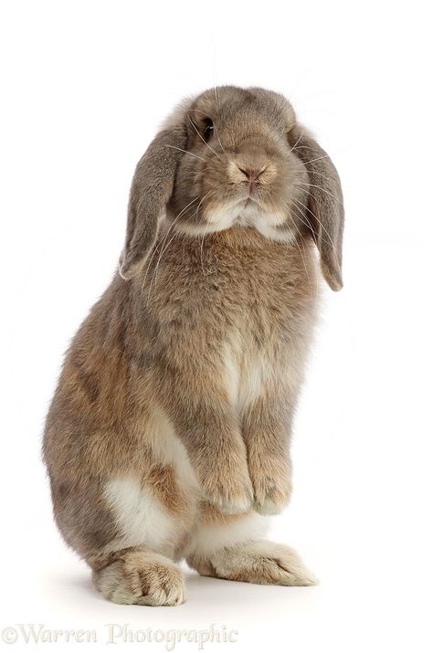 Rabbit Standing Up, Bunny Sitting Up, Bunny Standing Up, Bunny Standing Up Drawing, Animals Standing Up, Bunny Front View, Rabbits Reference, Bunny Reference Photos, Bunny Side Profile