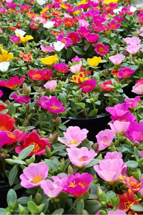 How To Keep Portulaca Blooming! The Secrets To Growing Portulaca Portaluca Flowers, Portulaca Flowers Planting Ideas, Portulaca Flowers Ideas, Purslane Flowers, Long Bloomers, Purslane Plant, Florida Retirement, Portulaca Flowers, Rose Moss