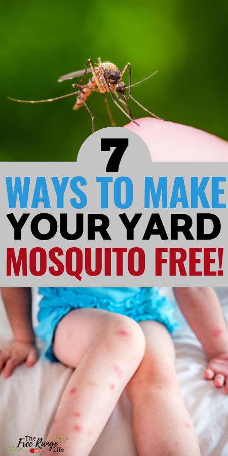 Mosquito Yard Spray, Mosquito Repellent Homemade, Diy Mosquito Repellent, Bug Spray Recipe, Mosquito Plants, Mosquito Spray, Diy Pest Control, Kill Mosquitos, Natural Mosquito Repellant