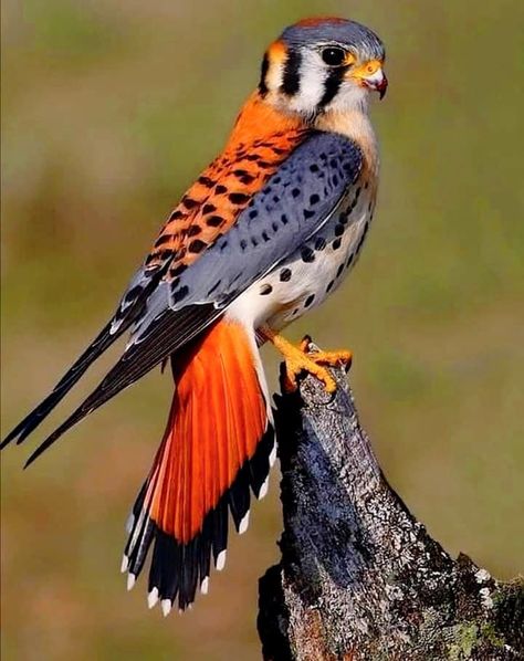 The American Kestrel 🐦🐦🐦 Also called a sparrow Hawk is the smallest and most common Falcon in North America. Raptors Bird, North American Birds, American Kestrel, World Birds, Dog Poses, Animal Reference, Pretty Animals, Animal References, Foto Poses