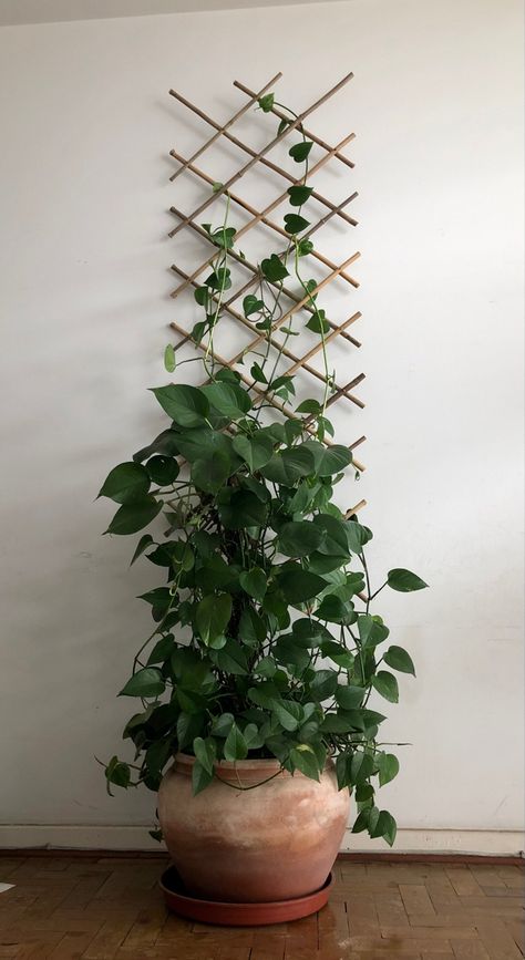 Indoor Plants Stand, Pothos Plant Decor, Outdoor Trellis Ideas, Stand Design Ideas, Ivy Plant Indoor, Indoor Climbing Plants, Indoor Plant Trellis, Plants Stand, Trellis Garden