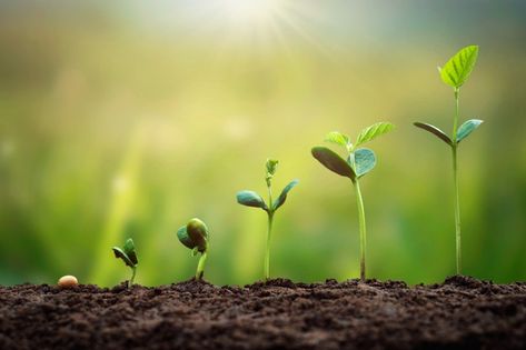 Growing Plants Wallpaper, Growth Background, Agriculture Pictures, Leadership Communication, Food Background Wallpapers, Agriculture Photos, Food Background, Growth And Decay, Life Vision