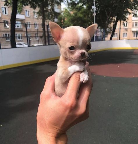 Psy Chihuahua, Animal Eating, Teacup Chihuahua Puppies, Dream Pet, Baby Chihuahua, Chihuahua Puppy, Teacup Chihuahua, Cute Chihuahua, Baby Animals Pictures