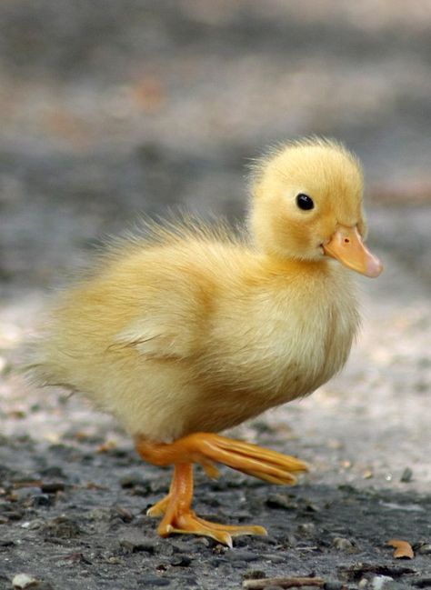 Yellow duckling Duckling Aesthetic, Cute Ducklings Aesthetic, Dog With Ducklings, Duckling Illustration Cute, Yellow Duckling, Snuggly Duckling, Animal Yoga, Duck And Ducklings, Yellow Animals