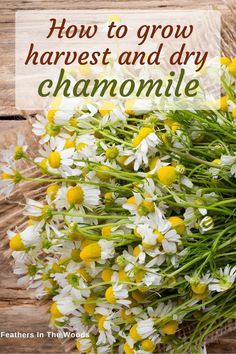 Harvesting Chamomile For Tea, How To Harvest Camomille, Natures Prozac Plant, How To Use Chamomile Plant, Healing Harvest Homestead, Wild Chamomile Plant, Herb Tea Garden, Grow Tea Garden, Growing A Tea Garden