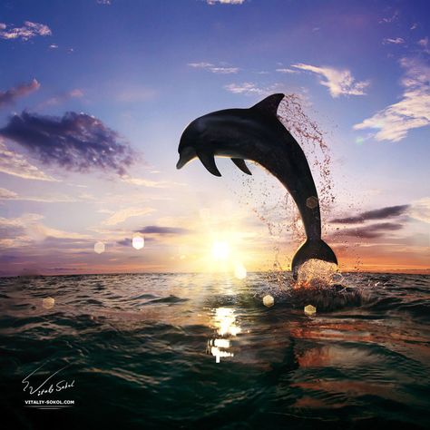 Beautiful-sunset-dolphin-jumping-130814 by Vitaly-Sokol.deviantart.com on @deviantART Dolphin Photos, A Dolphin, Water Animals, Aquatic Animals, Arte Animal, Marine Animals, Ocean Creatures, Ocean Animals, Sea World