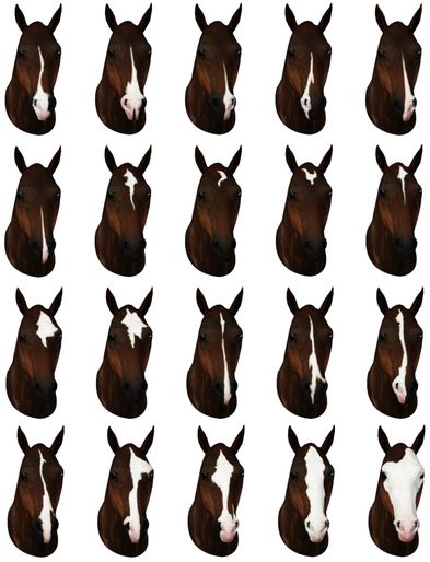 20 face markings - by Raymond Equestrian Centre Horse Color Chart, Face Markings, Facial Markings, Sims Pets, Diy Horse Barn, Horse Markings, Horse Coat Colors, Horse Anatomy, Horse Inspiration