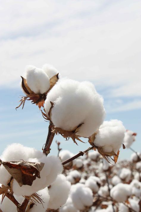 Cotton Cheap Artificial Plants, Artificial Plants Indoor, Cotton Boll, Cotton Fields, Artificial Plants Outdoor, Cotton Plant, Trendy Flowers, Artificial Plants, The Field