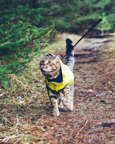 Pet Sunscreen, Cat Outside, Camping With Cats, Adventure Cat, Cat Exercise, Cat Essentials, Dream's Cat, Cats Pet, Cat Travel