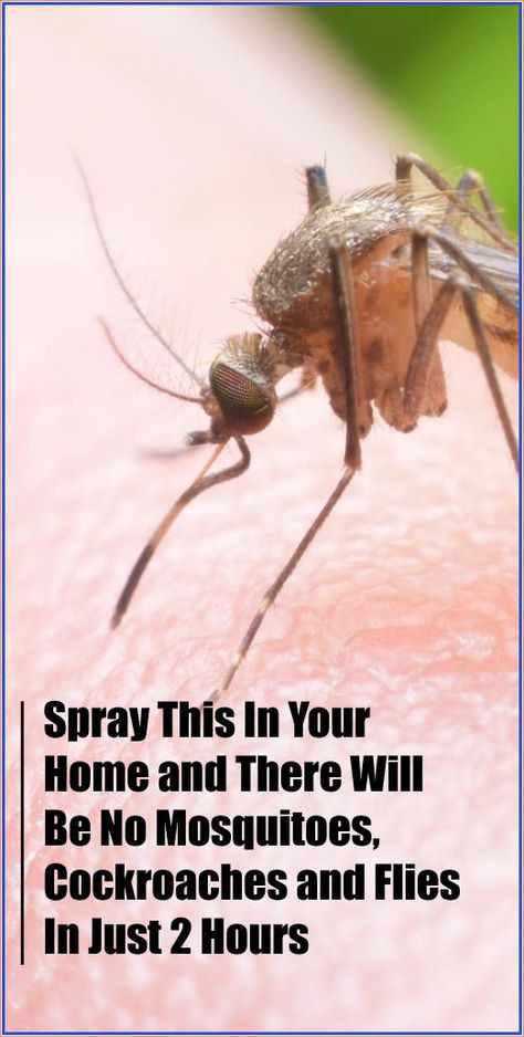 Spray This In Your Home and There Will Be No Mosquitoes, Cockroaches and Flies In Just 2 Hours Get Rid Of Flies, Keep It Clean, Healing Plants, Bug Repellent, Health Guide, Mom Help, Natural Treatments, Natural Medicine, Health Awareness