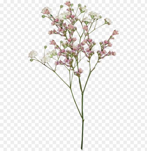 Aesthetic Flowers Transparent Background, Flower Png Images For Editing, Vintage Flowers Design, Flowers Overlay For Edits, Cute Png Transparent Background, Transparent Flowers Overlays, Aesthetic Pictures Png, Aesthetic Png Transparent Background, Minimal Png Aesthetic