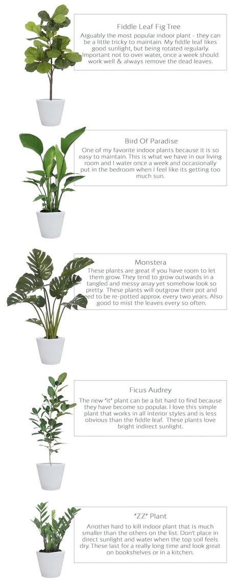 Harlowe James, Big Indoor Plants, Large Indoor Plants, نباتات منزلية, Plant Care Houseplant, Inside Plants, Indoor Plant Care, Best Indoor Plants, Big Plants