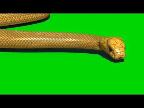 Snake Green Screen || Snake animation On Chrome Key || - YouTube | Greenscreen, Free green screen, Green screen footage Snake Green Screen Video, Snake Green Screen, Snake Animation, Snake Video, Dark Angel Wallpaper, Free Green Screen Backgrounds, Snake Green, Male Office, Green Screen Footage