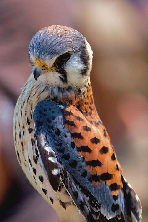 American Kestrel, Regnul Animal, Kestrel, Clipuri Video, Nature Birds, Bird Pictures, Exotic Birds, Pretty Birds, Bird Photo