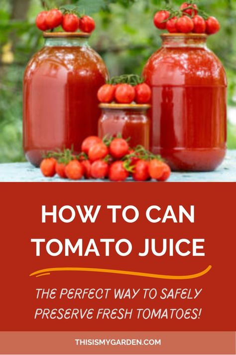 Three jars of homemade tomato juice, with cherry tomatoes on and around the jars. From thisismygarden.com. Tomato Juice From Fresh Tomatoes, Canning Tomato Juice, Canned Tomato Recipes, Homemade Tomato Juice, Tomato Juice Recipes, Canning Cherry Tomatoes, Canned Tomato Juice, Canning Tomatoes Recipes, Vegetable Juice Recipes