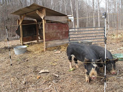 Pigs Farming Livestock, Berkshire Pigs, Raising Pigs, Raising Farm Animals, Small Farms, Pig Pen, Hill Country Homes, Pig House, Homestead Farm