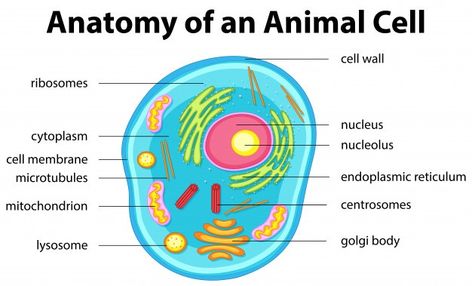 Anatomy of animal cell Free Vector | Free Vector #Freepik #freevector #medical #animal #chart #science Human Cell Diagram, Animal Cell Anatomy, Animal Cell Drawing, Words Illustration, Animal Cell Project, Darwin Evolution, Cell Diagram, Cells Project, Cell Organelles