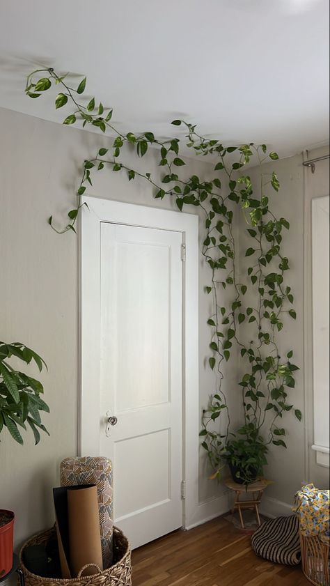 Pathos On Wall, Green Wall Living Room Plants, Pothos Bedroom Decor, Hanging Pathos On Wall, Pothos Plant Wall Decor, Viney Indoor Plants, Pothos Wall Decor, White Room With Green Plants, Bedroom Doorway Decor