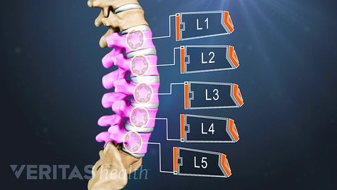 All about L5-S1 (Lumbosacral Joint) Lower Right Back Pain, Intervertebral Disc, Bolesti Chrbta, Disk Herniation, Hip Problems, Lumbar Spine, Exercises At Home, Lower Back Pain Exercises, Spine Health