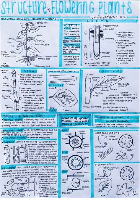 Biology Plants Notes, Plant Biology Notes, Plant Anatomy Notes, Biology Notes How Do Organism Reproduce, Botany Notes Class 11, Xylem And Phloem Notes, Bsc 1st Year Botany Notes, Notes Of How Do Organisms Reproduce, Plant Tissue Biology Notes