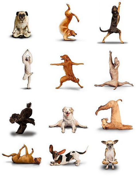 Doggy Yoga by PresentMomentRetreat, via Flickr Dog Doing Yoga, Yoga Humor, Yoga Cartoon, Yoga Quotes Funny, Yoga Cat, Animal Yoga, Funny Yoga, Dog Yoga, Cat Yoga