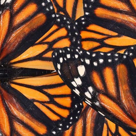 Monarch Butterfly Wings, Monarch Butterflies Art, Butterfly Wings Pattern, Close Up Art, Insect Photography, Butterfly Art Painting, Wings Drawing, Butterfly Background, Butterfly Poster